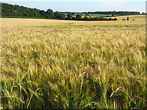 SU5652 : Barley at Malshanger near Oakley by Andrew Smith