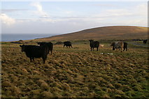 HP6310 : Cattle at Hagdale by Mike Pennington