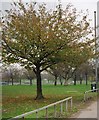 Trees by Lodge Lane