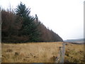 NS5889 : Forest edge above Wester Balgair Farm by John Ferguson