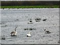 J0359 : Swans don't mind the floods! by Dean Molyneaux