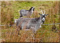 NX5072 : Wild Goats near roadside, Wild Goat Park, Galloway Forest by Anthony O'Neil