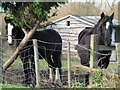 Horses at Lower Mickletown