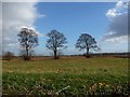 Trees at field edge