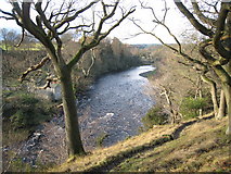 NZ0120 : River Tees through the trees (near Cotherstone Crag) by Philip Barker