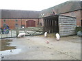 Pigs within Staunton Country Park