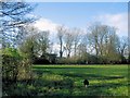 A recently planted field bordering on Drayton Beauchamp Lane