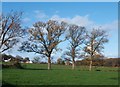 SJ0271 : Rhes of goed derw / A row of oak trees by Ceri Thomas