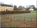 Houses on the Waldershare estate