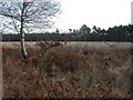 Stapehill, grassland