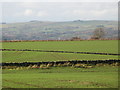 Farmland north of East Elrington (3)