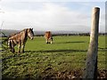 Horses, Carntall