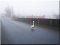 A swan takes to the road at Carry Bridge