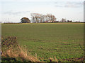 TA0918 : Winter Wheat near Thornton Curtis by David Wright