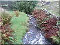 The infant River Ribble, Cartworth