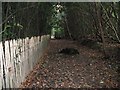 Old tree stumps on footpath alongside Free Chase