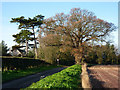 Lane approaching Stutton village