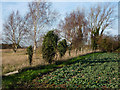 TM1635 : Fields near Alton Water dam by Andrew Hill
