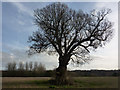 Field and large tree (1)