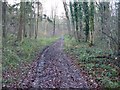 Bridleway in the wood