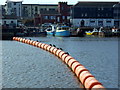 Cormorants on the boom