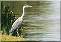 Heron Motionless at the Lakeside