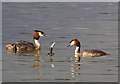 Pair of Great Crested Grebes feeding their youngster