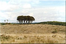 H6016 : The clump of beech trees on ‘Flagpole Hill’ in Dartrey Forest by D Gore