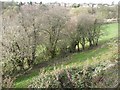 Old hedge at Bank End, Netherton (South Crosland)