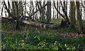 Woodland with fallen tree