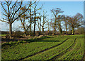 Field and line of trees