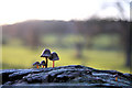 TL8162 : Mini mushrooms in Ickworth Park by Bob Jones