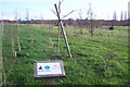 Breathing Spaces in Sturry Road Community Garden