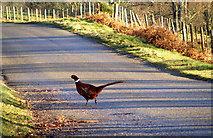 NJ1335 : A Pheasant on the Road to Dalcroy by Ann Harrison