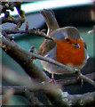 A Robin at Craigellachie