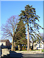 Trees at Dufftown