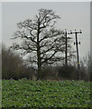 Field near Woodside Cottages