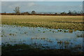 Arable land beside Cursey Lane