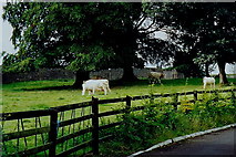 S0740 : Cashel - Grazing cattle near Rock of Cashel by Joseph Mischyshyn