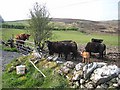 G7412 : Cattle at Treanscrabbagh by Oliver Dixon