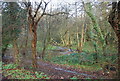 Minor flooding in a woodland, Mote Park