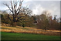 Bare trees in Mote Park