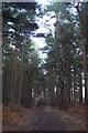 TQ6141 : Footpath in Newbars Wood by David Anstiss