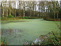 Duck weed on pond near Drungewickhll Farm