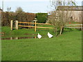 Geese by pond at Hale Oaks Farm