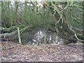 Pond near the Centenary Way