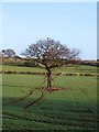 Winter tree and field