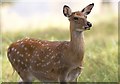 Roe Deer Hind