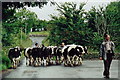 M4806 : Thoor Ballylee - Herd of cattle nearby on same road by Joseph Mischyshyn