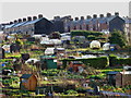 SE3056 : Allotment Gardens by David Rogers